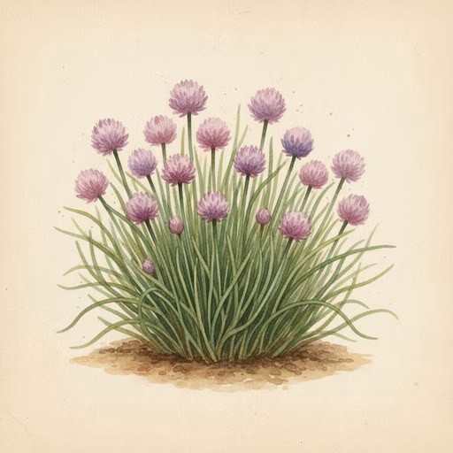 Chives